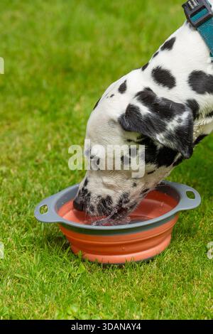 Un chien dalmatien buvant de l'eau dans un bol pliable Banque D'Images