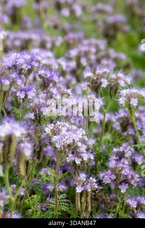 Phacelia tanacetifolia, Lacy Phacelia fleurissant en juillet à Fife, Écosse. Banque D'Images
