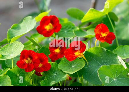 Gros plan de fleurs de nasturtium aux couleurs vives Banque D'Images