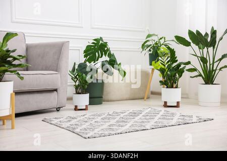 Différentes plantes d'intérieur vertes et fauteuil à la maison Banque D'Images
