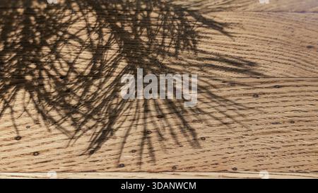 aiguilles de pin vibrantes sur fond sombre et moody de gros plan Banque D'Images