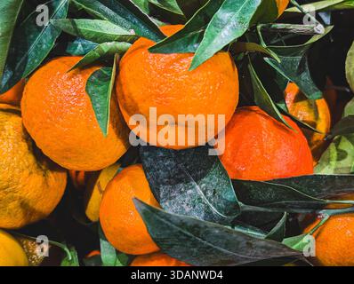 gros plan de mandarines mûres sur la branche avec des feuilles vert foncé Banque D'Images