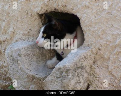 Un curieux chat noir et blanc avec un joli nez rose regarde autour d'un trou de bec sur un mur de pierre Banque D'Images