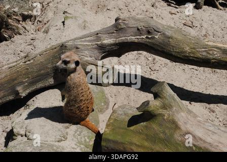 Une suricate d'observation sur le sable entre deux troncs Banque D'Images