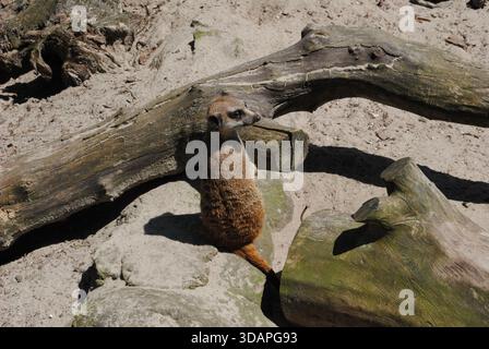 Une suricate d'observation sur le sable entre deux troncs Banque D'Images