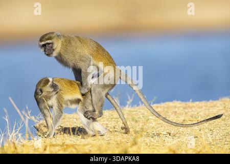 Singe vervet (Cercopithecus aethiops) s'accouplant South Luangwa NP Zambie août Banque D'Images