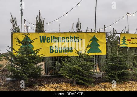 Vente de sapins de Noël sur un stand à Bad Wimpfen. Bad Wimpfen, Bade-Wuertemberg, Allemagne Banque D'Images