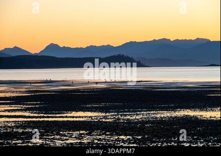 Coucher de soleil doré éthéré à Sandspit Haida Gwaii mettant en vedette des oiseaux dans l'eau et des couches de collines qui se chevauchent avec une silhouette noire sombre au loin. Banque D'Images