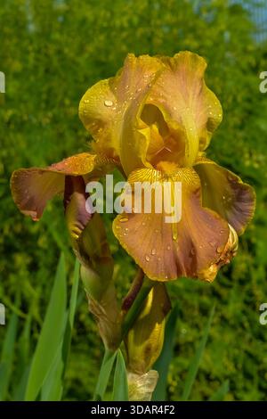 Iris un jour d'été après la pluie dans le jardin Banque D'Images