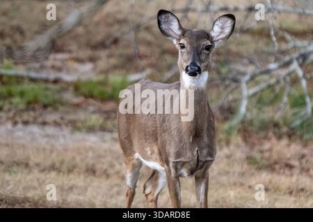 Cerf de Virginie femelle (Odocoileus virginianus) à Stone Mountain Park près d'Atlanta, en Géorgie. (ÉTATS-UNIS) Banque D'Images