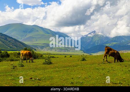 Deux veaux taureaux paissent paisiblement dans des champs verdoyants entourés par les majestueuses montagnes du Kirghizistan. Banque D'Images