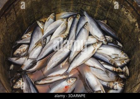 Hareng dans un tonneau en bois - poisson de mer Banque D'Images