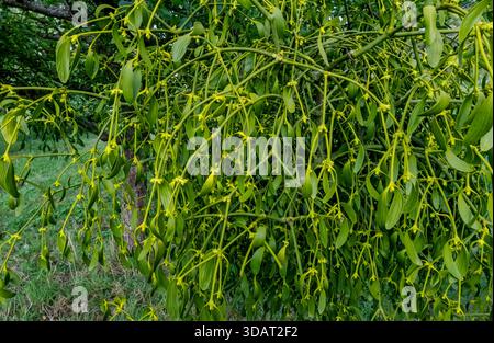 Gros plan du parasite hémiparasitaire du gui plante santalaceae poussant sur une branche de pommier en automne Angleterre Royaume-Uni GB Grande-Bretagne Banque D'Images