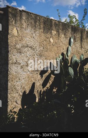 Prick Pear contre Italian Stone Wall Banque D'Images