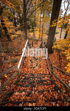 Escaliers en bois à travers des arbres couverts de feuilles tombées le jour d'automne. Banque D'Images