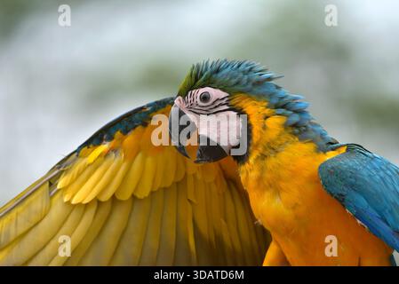 portrait d'un aras avec ses belles plumes colorées Banque D'Images