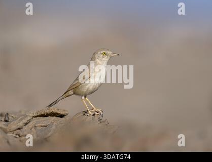 Paruline du désert africaine - Curruca deserti Banque D'Images