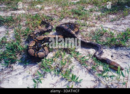 Indonésie, Pulau Batu, îles Batu, au large de la côte ouest de Sumatra, python réticulé (Malayopython reticulatus, Python reticulatus), Kodak Elite Chrome ISO 100 EB, 2001 Banque D'Images