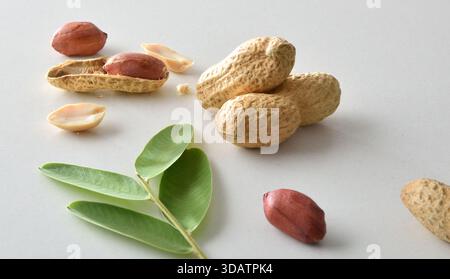 Fond avec une vue macro d'arachides en coquille et ouverte montrant les graines décorées de feuilles sur un banc isolé blanc. Vue surélevée. Banque D'Images