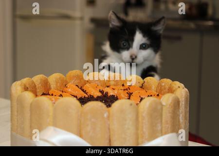 Un petit chaton noir et blanc se tient sur une table regardant un gâteau rond décoré de tranches d'orange et de chocolat. La cuisine est visible dans le bac Banque D'Images