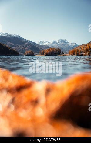 Vue aérienne du lac tranquille reflétant le feuillage d'automne vibrant et les sommets enneigés, un panorama serein de beauté naturelle, Sils im Engadin/Segl Banque D'Images