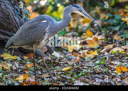 Un héron gris (Ardea cinerea) se dresse fièrement avec une souris dans son bec, au milieu des feuilles tombées et du feuillage. L'oiseau est capturé dans un cadre naturel proche Banque D'Images