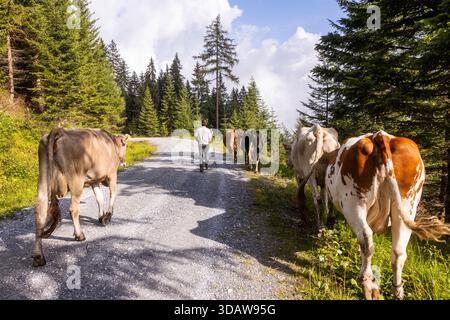 Un fermier traditionnel guide un troupeau de vaches le long d'un chemin pittoresque dans la campagne autrichienne, entouré d'une végétation luxuriante et de grands arbres, incarnant Banque D'Images