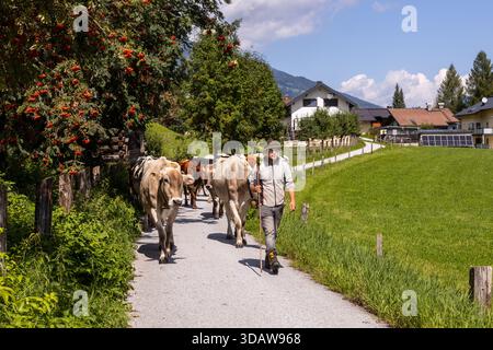 Un agriculteur autrichien élève le bétail le long d'un chemin rural pittoresque. La scène traditionnelle capture l'essence de l'agriculture au cœur du pays Banque D'Images