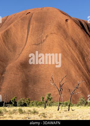 Vue imprenable sur Uluru, un massif monolithe de grès dans l'Outback australien, debout sous un ciel nocturne animé. Il est entouré de g clairsemés Banque D'Images