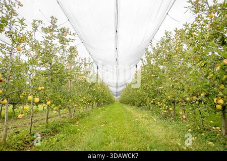 Un verger de pommiers vibrant avec des arbres verdoyants chargés de pommes mûres. Les rangées soigneusement disposées créent une vue pittoresque, idéale pour une journée nuageuse. Banque D'Images