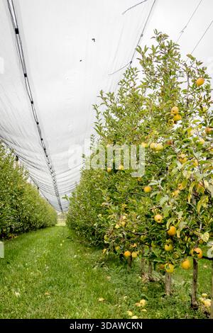 Un beau verger de pommiers avec des arbres verts vibrants chargés de pommes mûres. Le verger est recouvert d'un filet de protection, créant une atmosphère sereine et luxuriante Banque D'Images