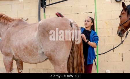 Une jeune femme dévouée habille un cheval dans un centre équestre, mettant en valeur les soins et l'attention nécessaires à l'entretien du cheval. La scène met en évidence th Banque D'Images