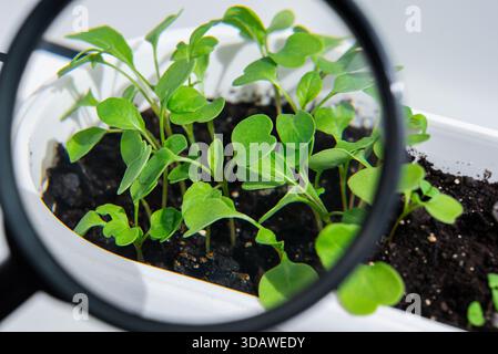 Jardinage en balcon intérieur avec des semis vibrants qui prospèrent dans le sol. Une loupe met en valeur les détails complexes des feuilles et des tiges vertes luxuriantes. Banque D'Images