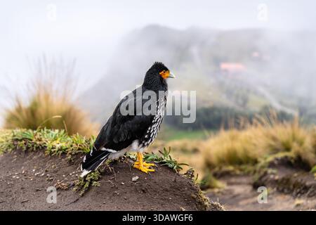 Caracara Carunculated ou Curiquingue se dresse sur une colline herbeuse à Teleferico Cruz Loma à Quito, Équateur. Oiseau de proie andin pose près du volcan Ruku Pichincha par jour de brouillard Banque D'Images