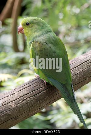 Perruche, Tirikasittich, Toui tirica, Brotogeris tirica, tirikapapagáj, Parque das Aves, Bird Park, Foz do Iguaçu, Brésil, Amérique du Sud Banque D'Images