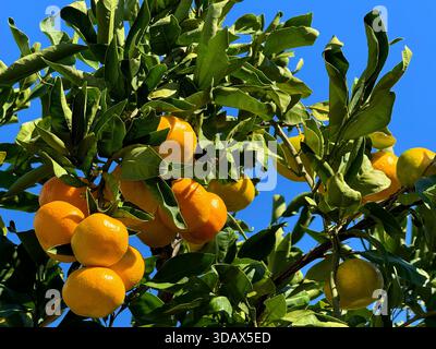 Mandarine orange mandarine arbre sur ciel bleu Banque D'Images