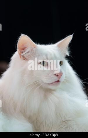 Chat Angora Turc Blanc Banque D'Images