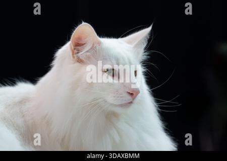 Chat Angora Turc Blanc Banque D'Images