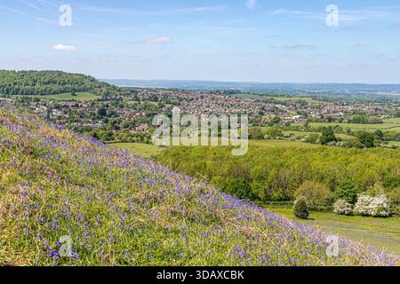 Bluebells fleurissent début mai sur Cam Peak (une aberration de l'escarpe des Cotswold) près de Dursley, Gloucestershire, Angleterre Royaume-Uni Banque D'Images