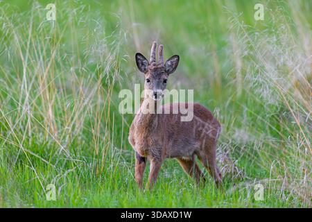 Chevreuil d'Europe (Capreolus capreolus) buck adulte / mâle avec des bois couverts de velours cueillant dans les prairies / prairies au printemps Banque D'Images