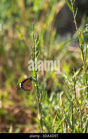 Tigre plaine ou papillon monarque africain (Danaus chrysippus) perché sur un roseau, île de Qursaya, le Caire, Égypte Banque D'Images