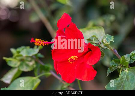 Fleurs d'hibiscus rouge (Hibiscus rosa‑sinensis) fleurissant sur un arbuste, jardin au Caire, Egypte Banque D'Images