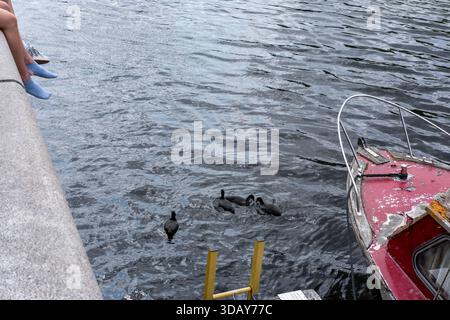 Famille Coot (Fulica atra) nageant sur une échelle au bord de la rivière et un bateau amarré, River Thames, Kingston upon Thames, Angleterre, Royaume-Uni Banque D'Images
