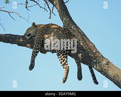 Léopard (Panthera pardus) dormant endormi drapé sur la branche à la fourche dans l'arbre dans les conservatoires de Masai Mara, Grand Mara, Kenya Afrique Banque D'Images