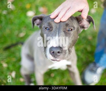 Une personne caressant un chien de race mixte gris et blanc Pit Bull Terrier sur sa tête Banque D'Images