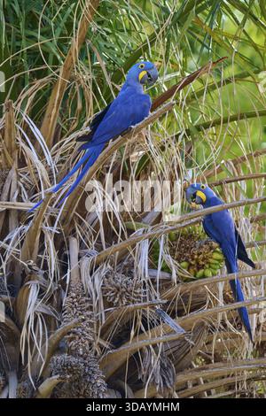 Deux perroquets aux plumes bleu vif sur des branches sèches devant des palmiers, macas Hyacinthe (Anodorhynchus hyacinthinus), Pantanal, biosphère R de l'UNESCO Banque D'Images