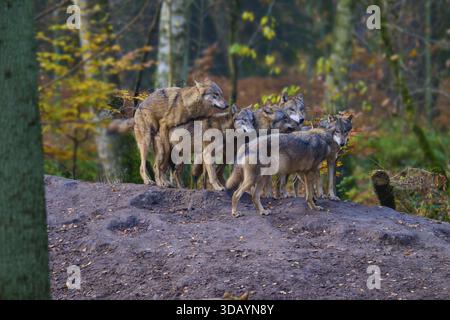 Une meute de loups se rassemble dans la forêt d'automne, loup (Canis lupus), Allemagne Banque D'Images