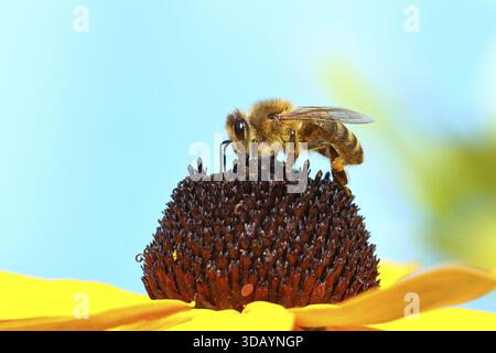 Abeille commune européenne (Apis mellifera), collecte du nectar d'une fleur du coneflower jaune (Echinacea paradoxa), photographie macro, Wilnsdorf, Nord Banque D'Images