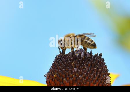 Abeille commune européenne (Apis mellifera), collecte du nectar d'une fleur du coneflower jaune (Echinacea paradoxa), photographie macro, Wilnsdorf, Nord Banque D'Images