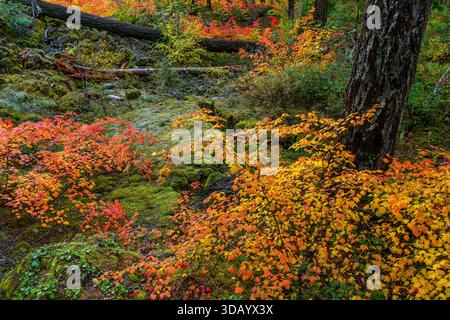 Lave Flow, Vine Maple, McKenzie River National Recreation Trail, Willamette National Forest, Oregon Banque D'Images